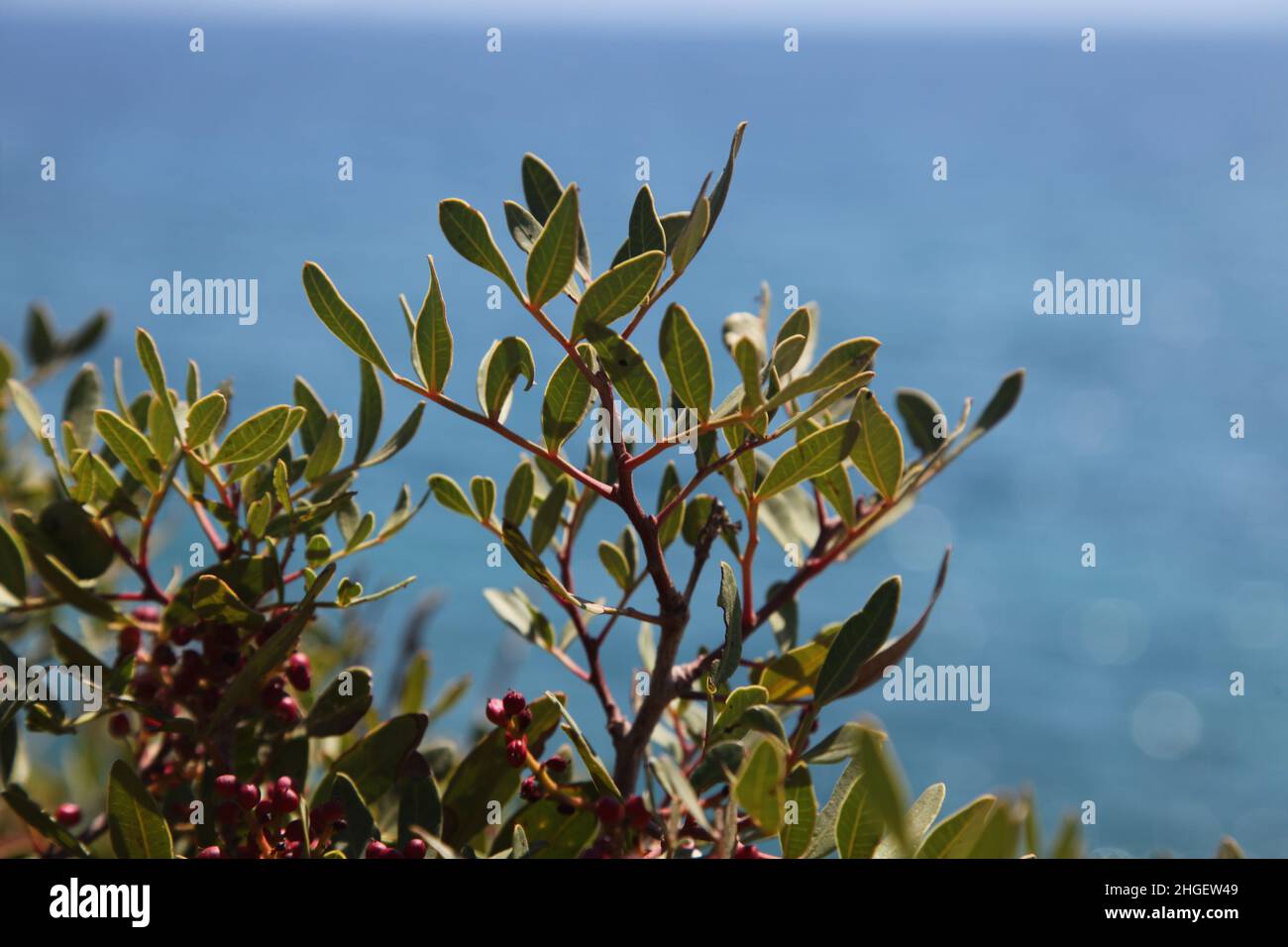 Am Meer, wilde Büsche. Landschaft und selektiver Fokus Stockfoto