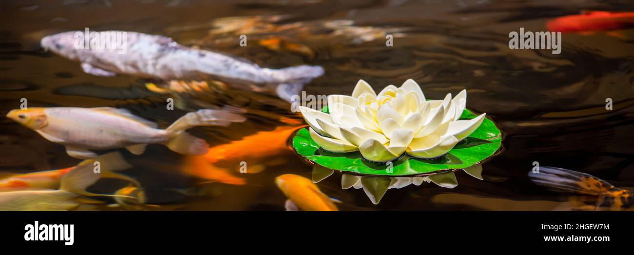 Koi schwimmen im Wassergarten, Karpfen, Koi, Koi schwimmen im Teich