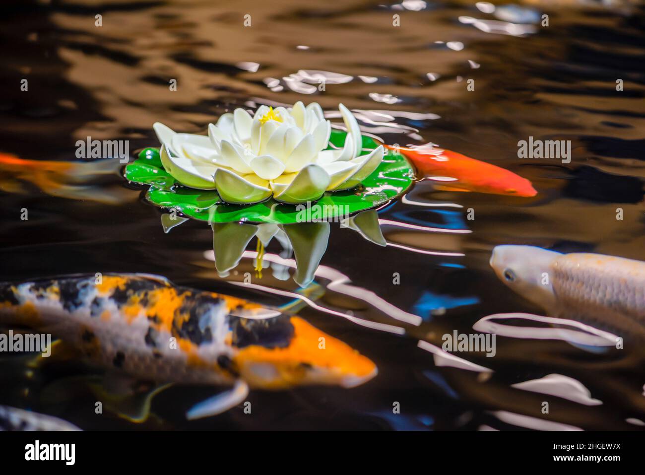 Fancy koi Fotos und Bildmaterial in hoher Auflösung Alamy