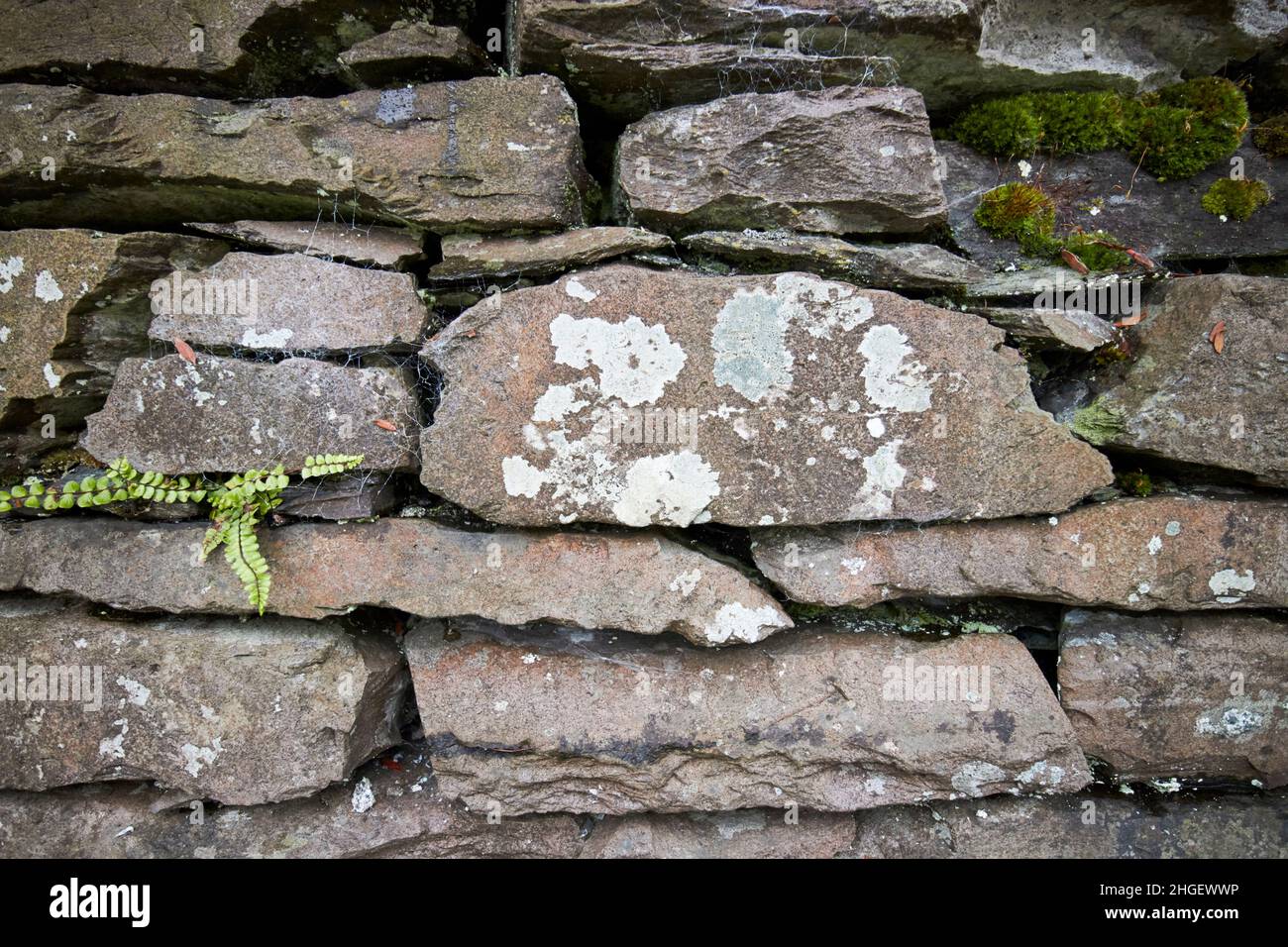 Farn wächst durch Lücke in Schiefer und Granit geschichteten Trockensteinwand mit durchgestein visible hawkshead Dorf Lake District, cumbria, england, uk Stockfoto