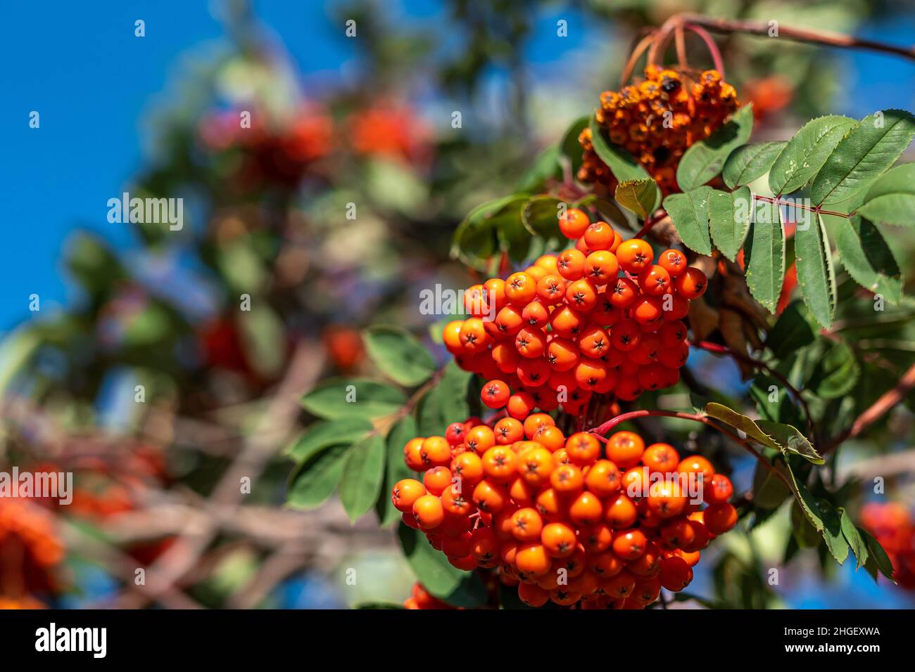 Trauben von roten orangefarbenen Beeren und grünen Blättern von Ästen der Bergasche im Herbstsonnenlicht, mit flacher Tiefenschärfe und weichem Bokeh zurück Stockfoto
