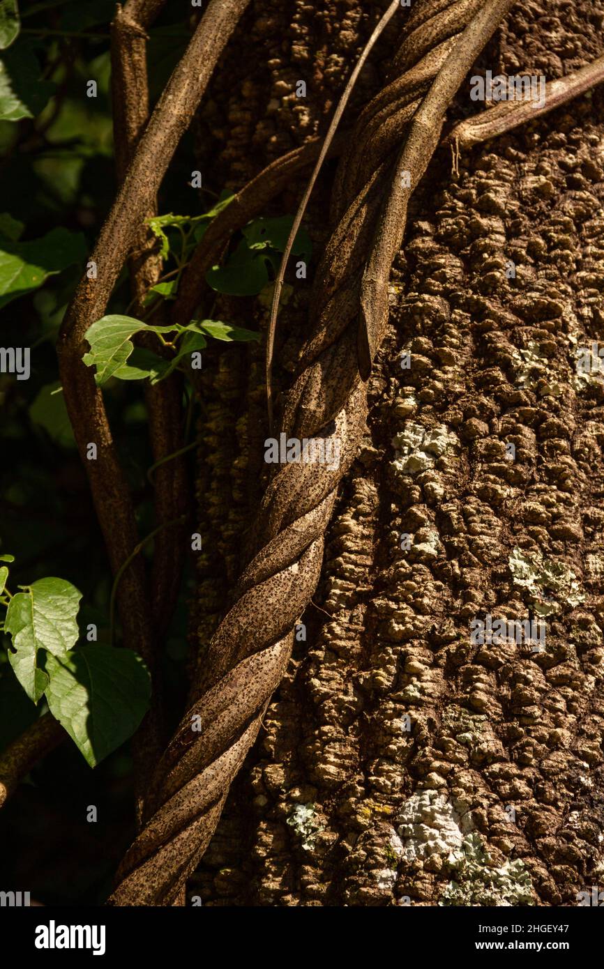 Goiania, Goias, Brasilien – 20. Januar 2021: Struktur eines Baumstamms mit einer gewickelten Rebe und einigen Blättern. Naturkonzept. Stockfoto