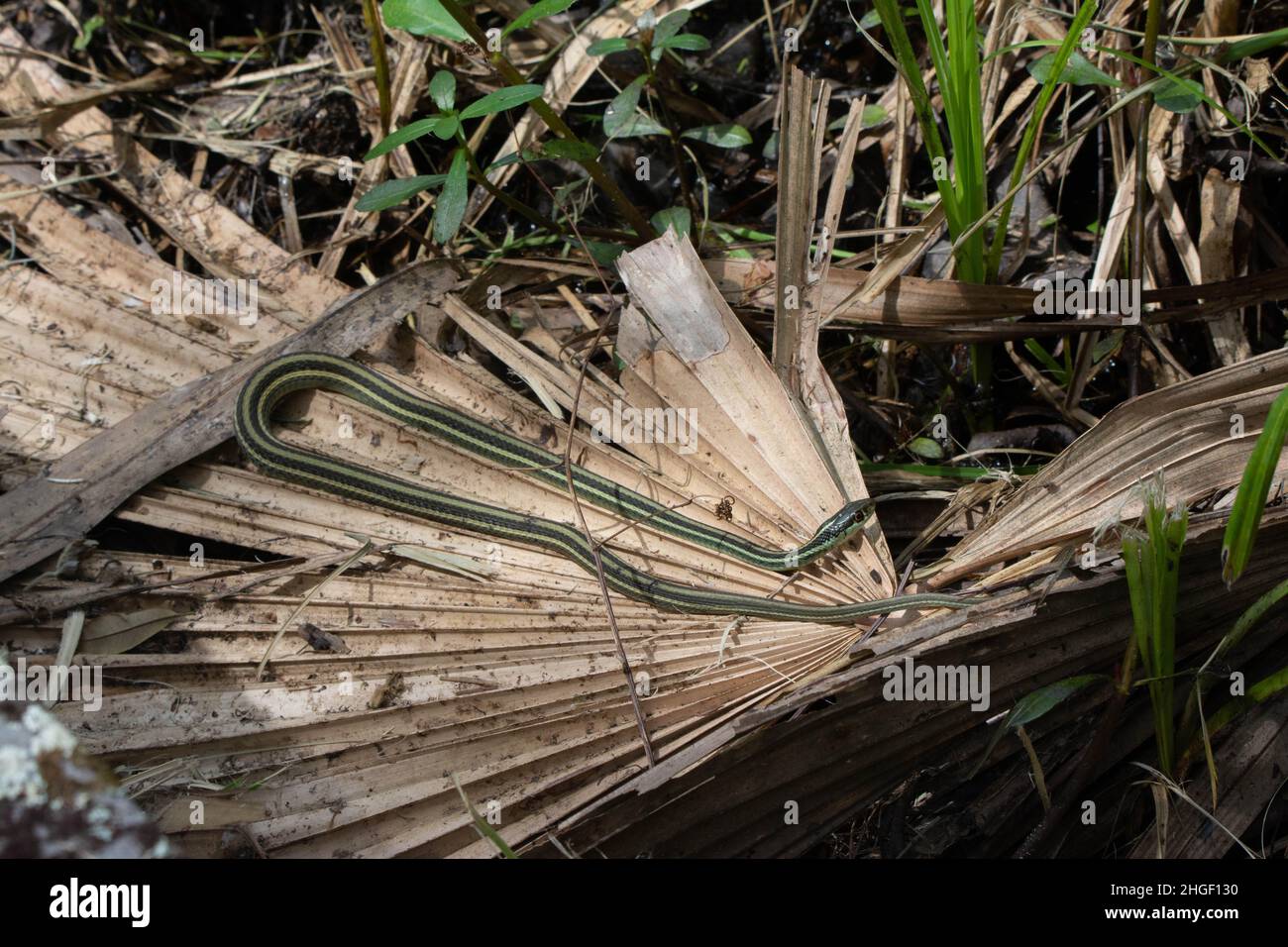 Gulf Coast Ribbonsnake (Thamnophis proximus orarius) aus Jefferson Parish, Louisiana, USA. Stockfoto