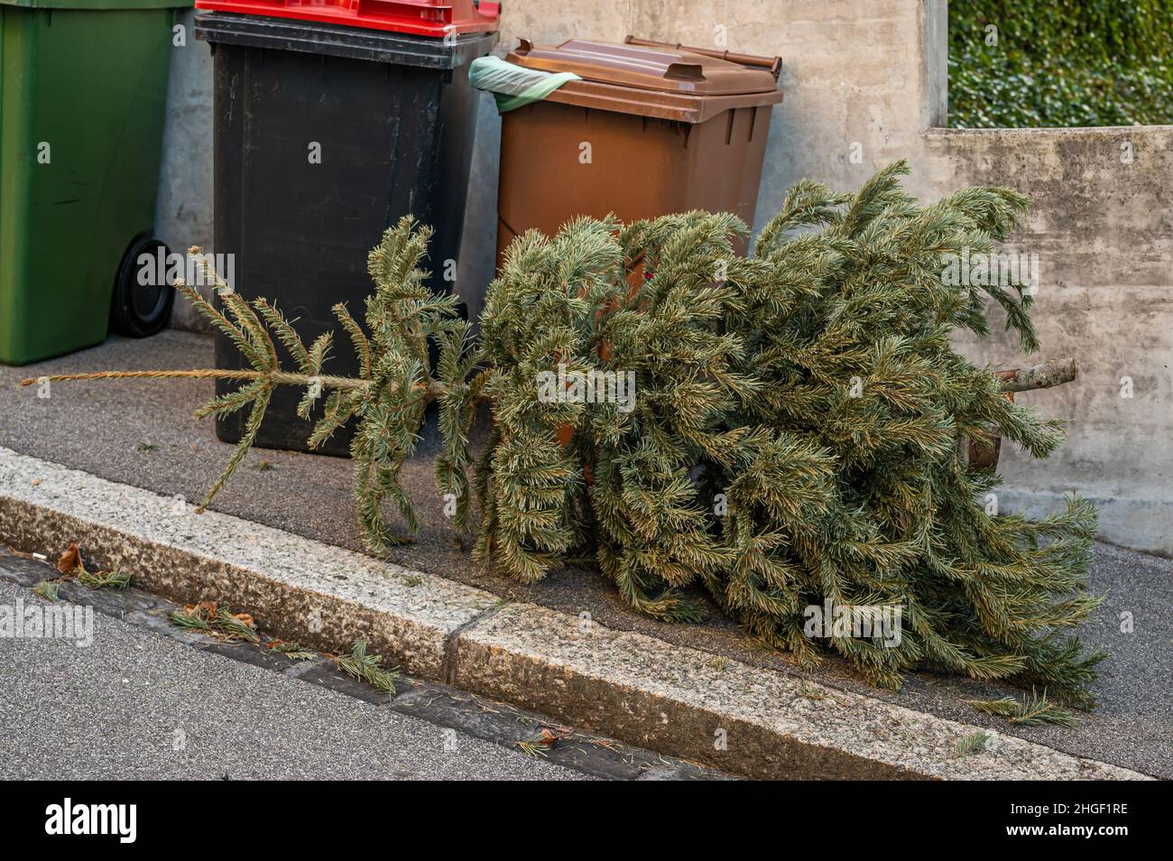 Verlassene Weihnachtsbäume in der Straße neben dem Mülltonnen nach den Feiertagen. Ökologie, Abfall und Umweltkonzept. Stockfoto