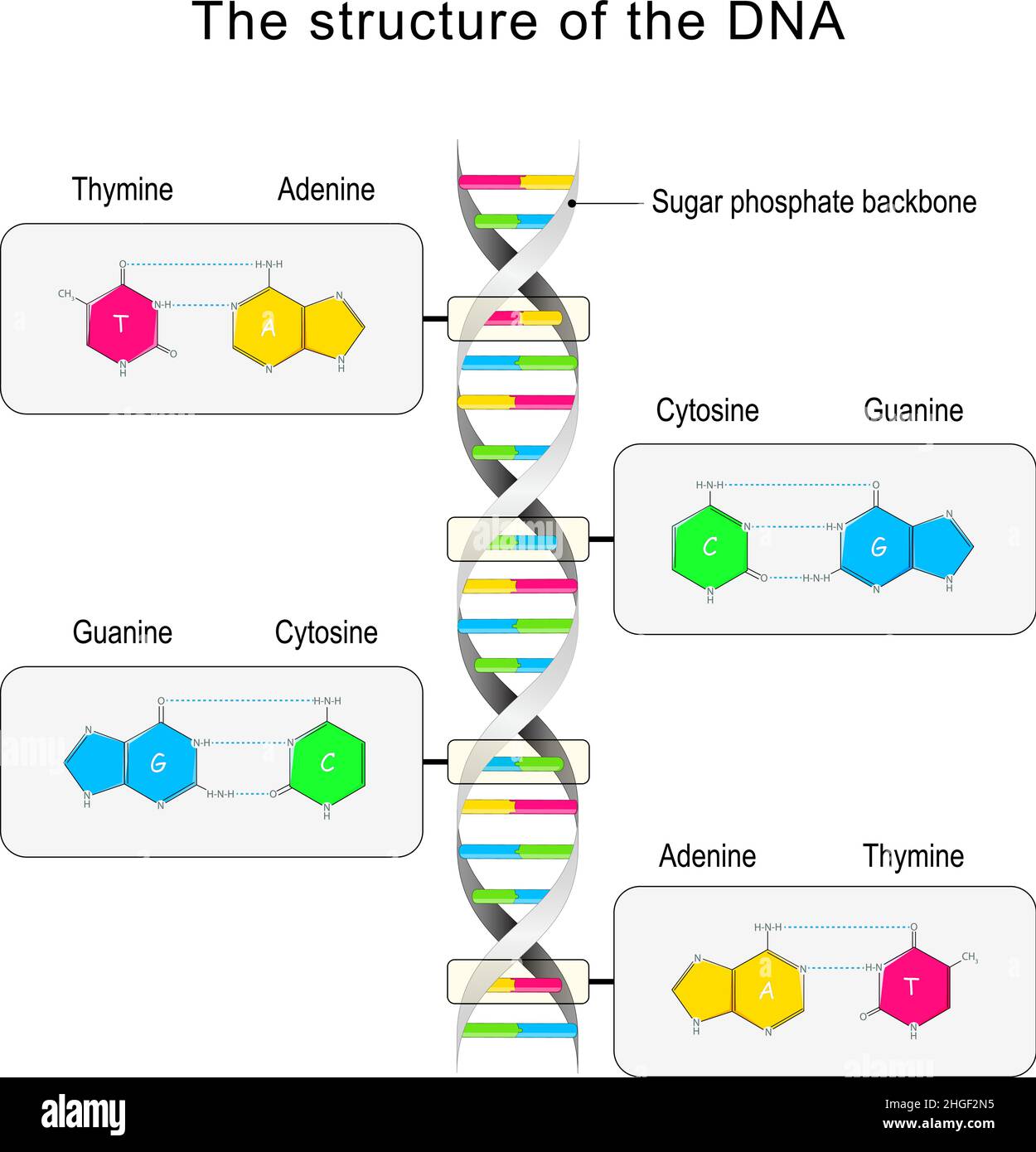 DNA-Struktur. Basenpaarung und Nukleotid. Cytosin, Thymin, Guanin, Adenin. Vektorgrafik Stock Vektor