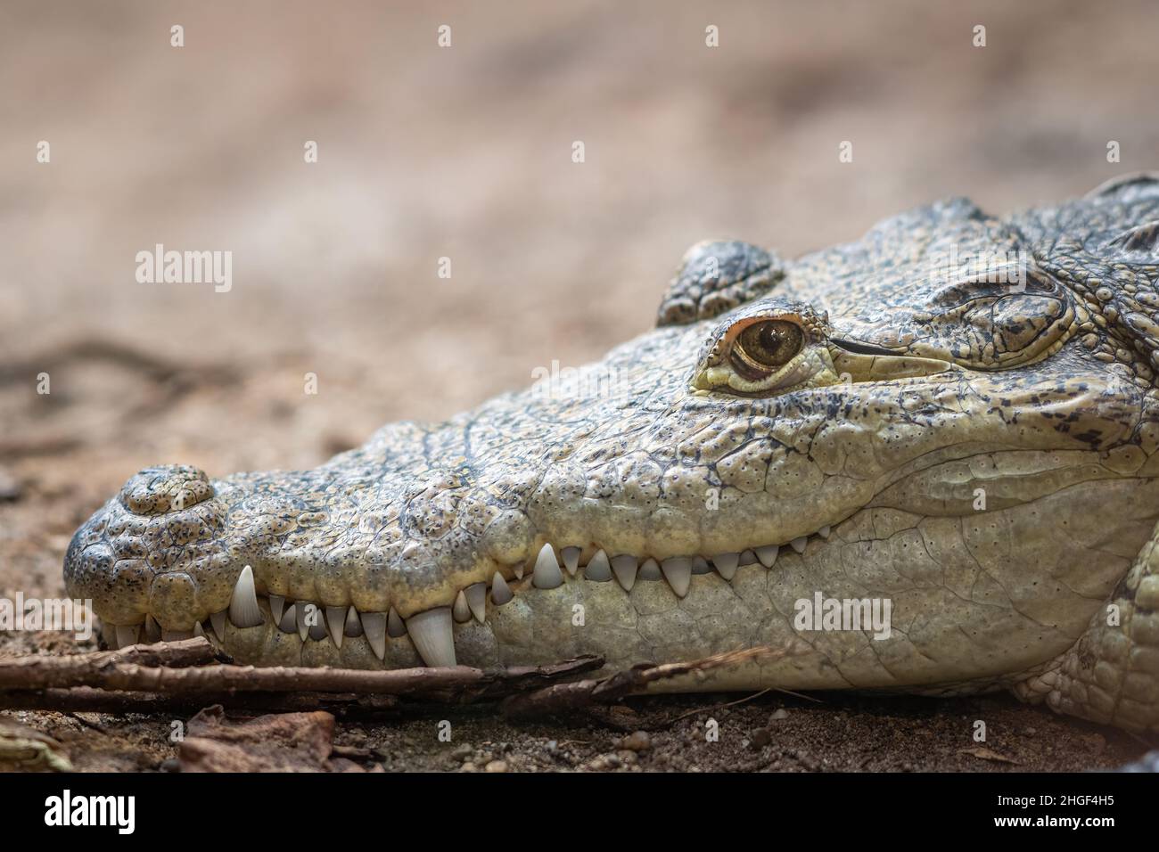 Porträt eines mexikanischen Krokodils (Crocodylus moreletii) in einem Zoo Stockfoto