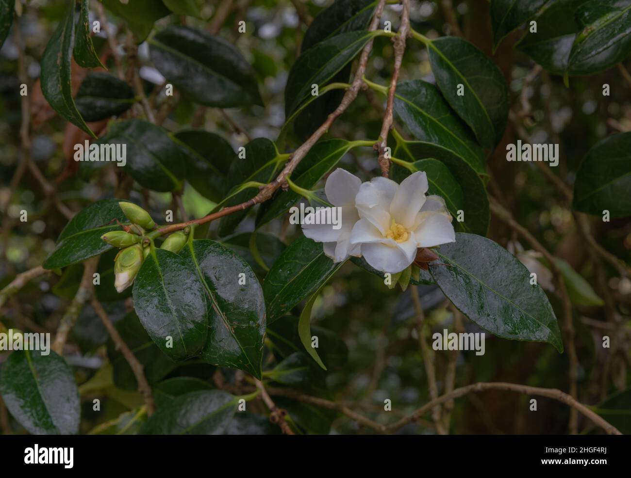 Weiße Winterblüte des Kamellien shiro Wabi-suke Stockfoto