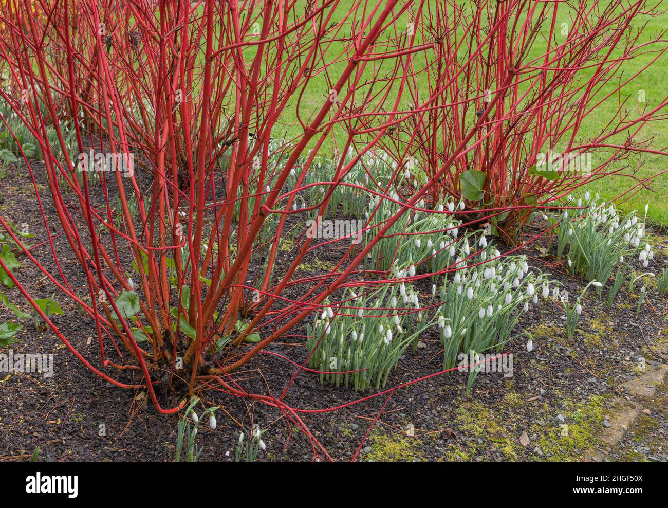 galanthus akinsii blüht zwischen dem Cornus sibirica alba Stockfoto