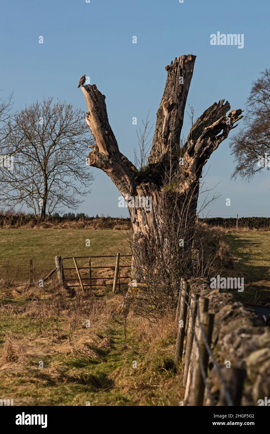 Robin Hood's Stride, Derbyshire Peak District, Großbritannien Stockfoto