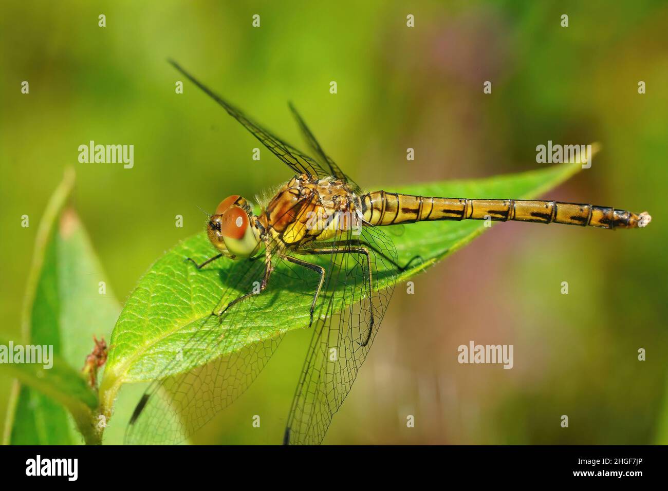 Nahaufnahme einer gemeinen Darter-Libelle, gemeiner Darter auf einem grünen Blatt auf dem Feld sitzend Stockfoto