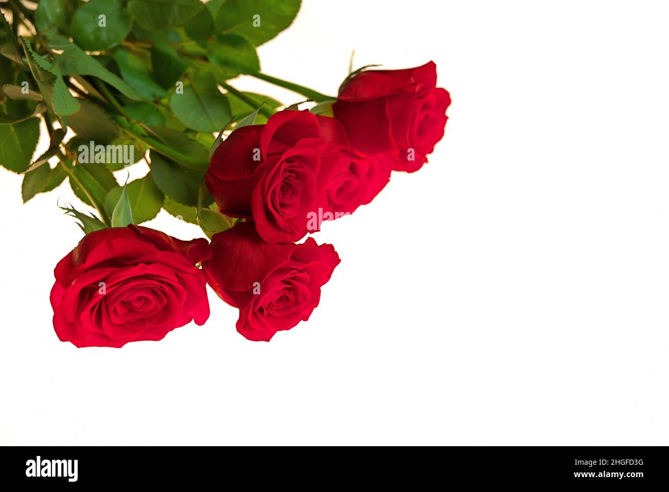 Low Angle View von Red Rose Bouquet isoliert auf einem roten Hintergrund. Platz nach rechts kopieren. Stockfoto