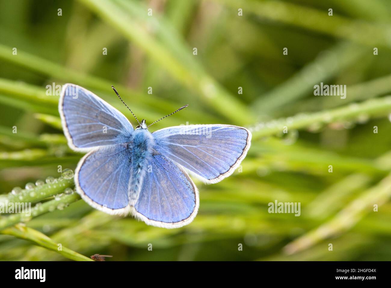 Blaue Schönheit. Durch die hellblauen Flügel hebt sich ein schweinesamerflügeliger Schmetterling deutlich von der Umgebung ab. Stockfoto