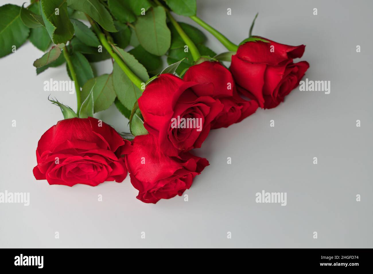 Niedrige Winkelansicht des roten Rosenstraußes auf einem grauen Hintergrund. Platz rechts unten kopieren. Stockfoto
