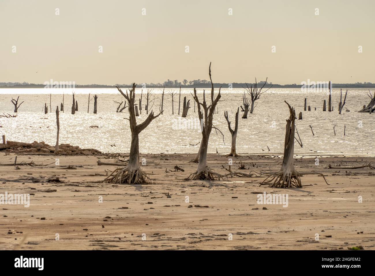 Skelettartige tote Bäume.Klimawandel, globale Erwärmung und Wasserkrise. Stockfoto