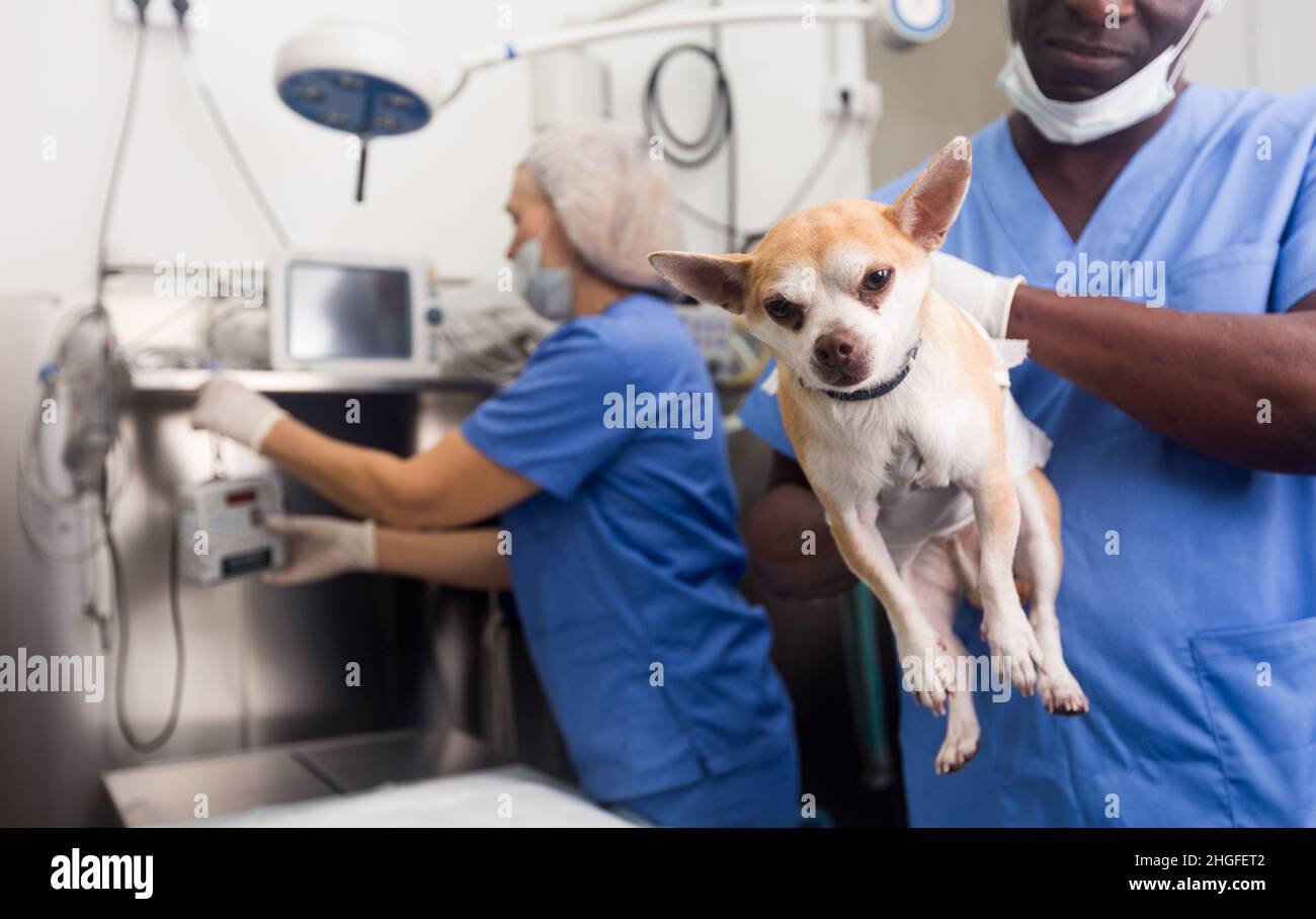 Mann Tierarzt hält einen kleinen Hund, arbeitet mit Frau Assistentin Stockfoto