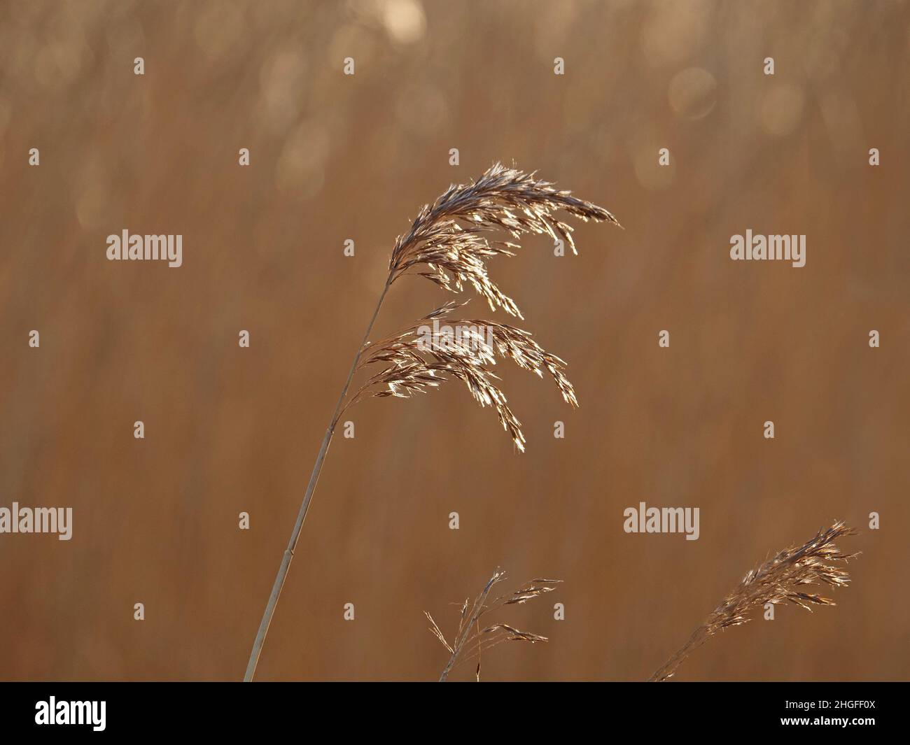 Ein Stamm und Sämkopf aus hohem Schilf in dramatisch niedrigem Winterlicht in Nordenglands größtem Reihbett - Leighton Moss RSPB NR Lancashire, England, Großbritannien Stockfoto