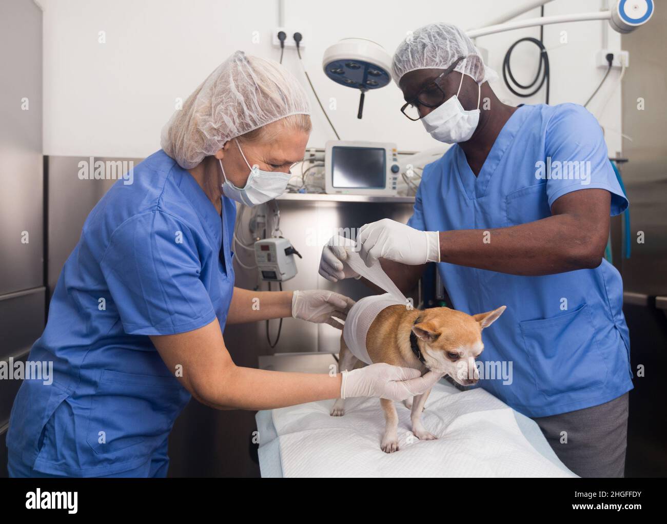 Tierärzte untersuchen einen Hund in einer Tierklinik Stockfoto
