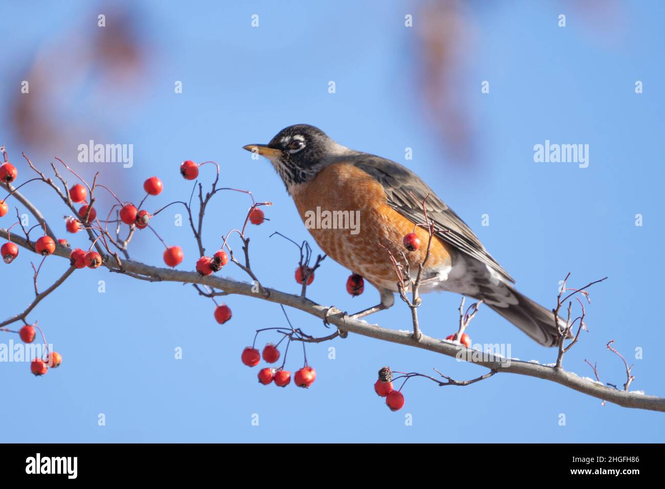 Beatuiful American Robin (Turdus migratorius) auf einem Ast thront und im Winter rote Beeren frisst Stockfoto