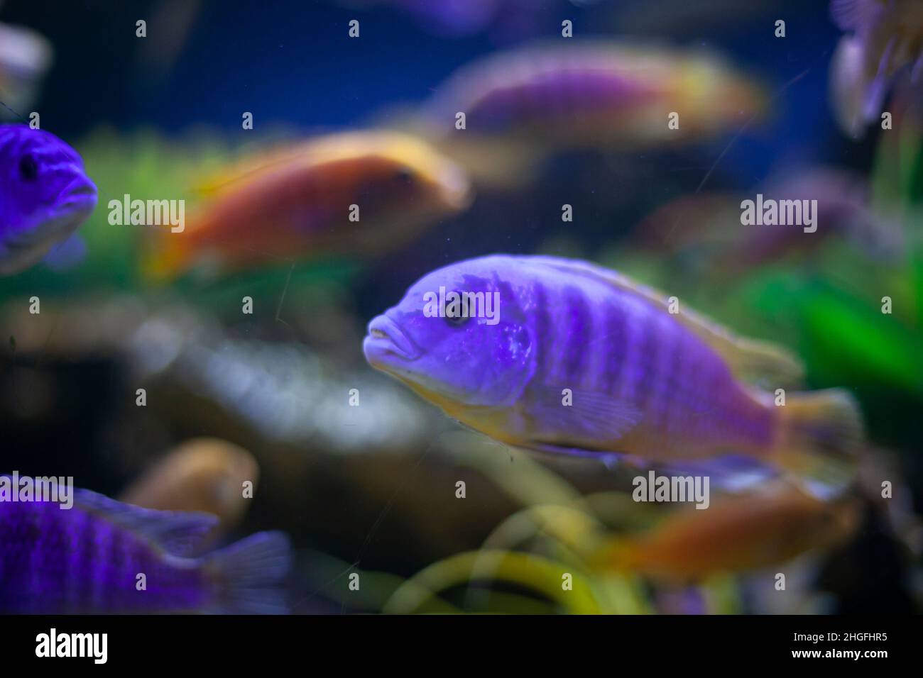 Exotische Fische im Aquarium. Lila Fische schwimmen im Wasser. Schöner Hintergrund zum Thema der Tiefen des Meeres. Die Bewohner des Meeresbodens. Stockfoto