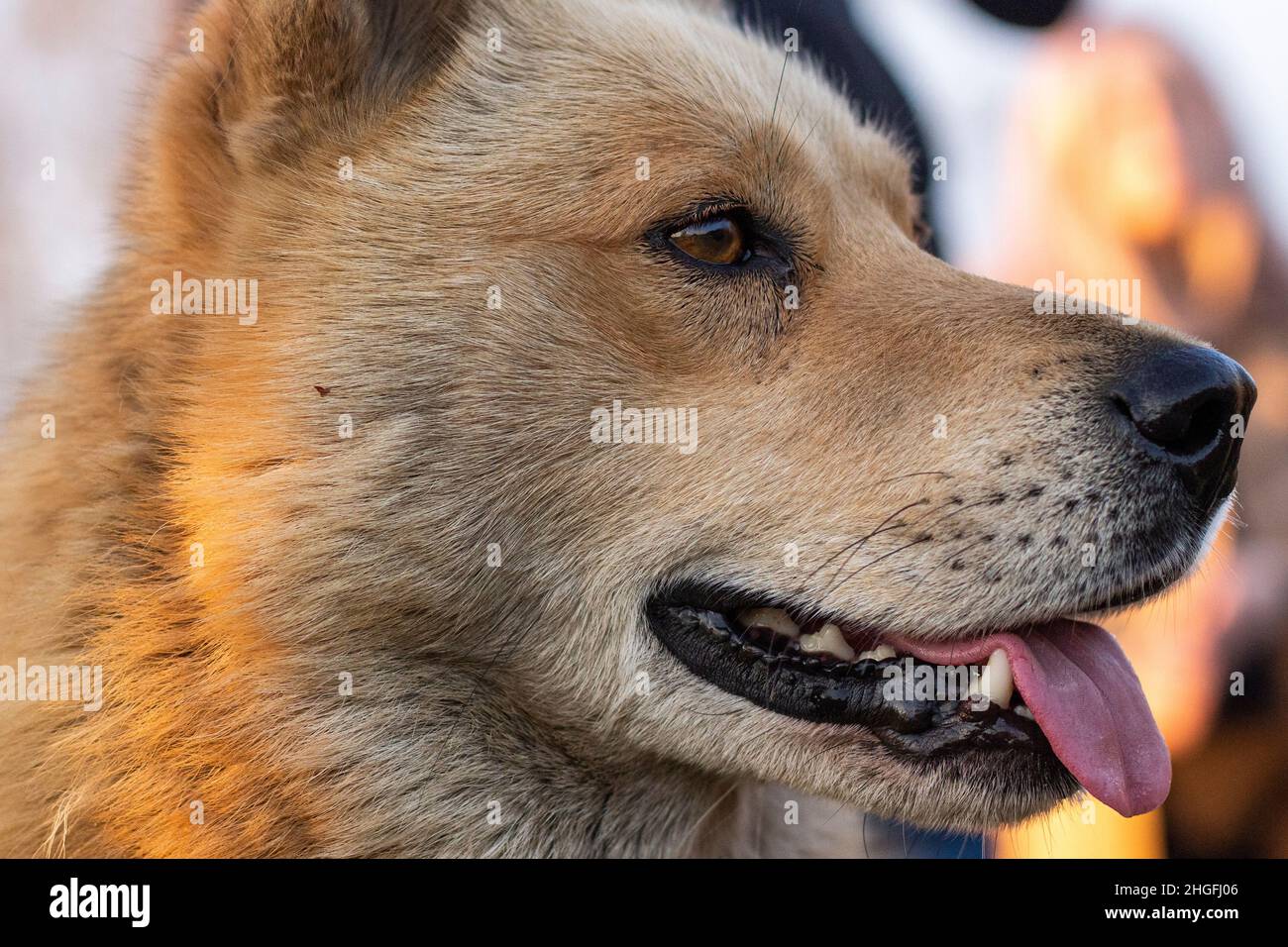 Der Hund steckte fröhlich seine Zunge heraus. Hund nah dran. Ein streunender Hund wartet auf Essen. Stockfoto