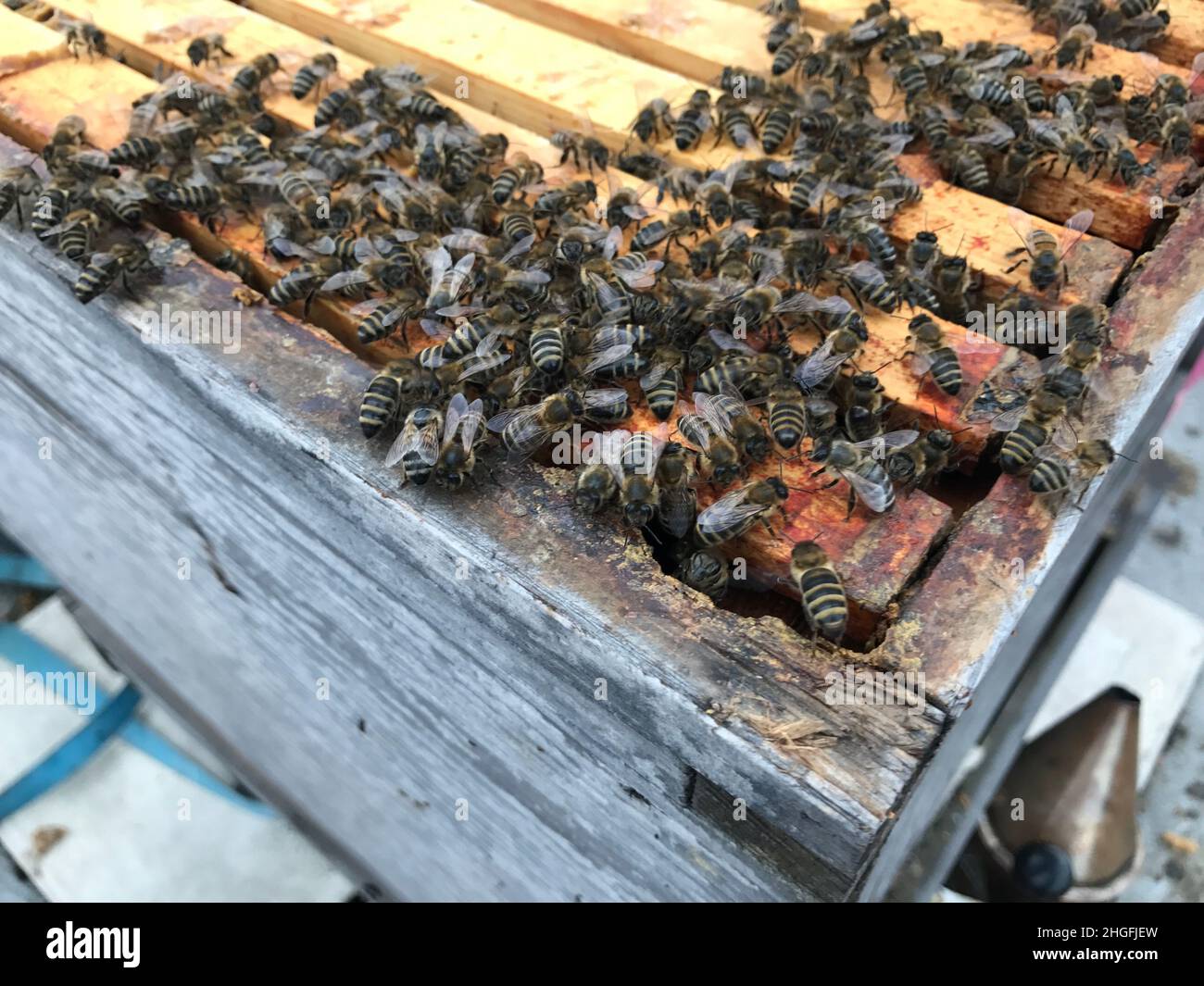 Bienenstock auf dem Dach Stockfoto