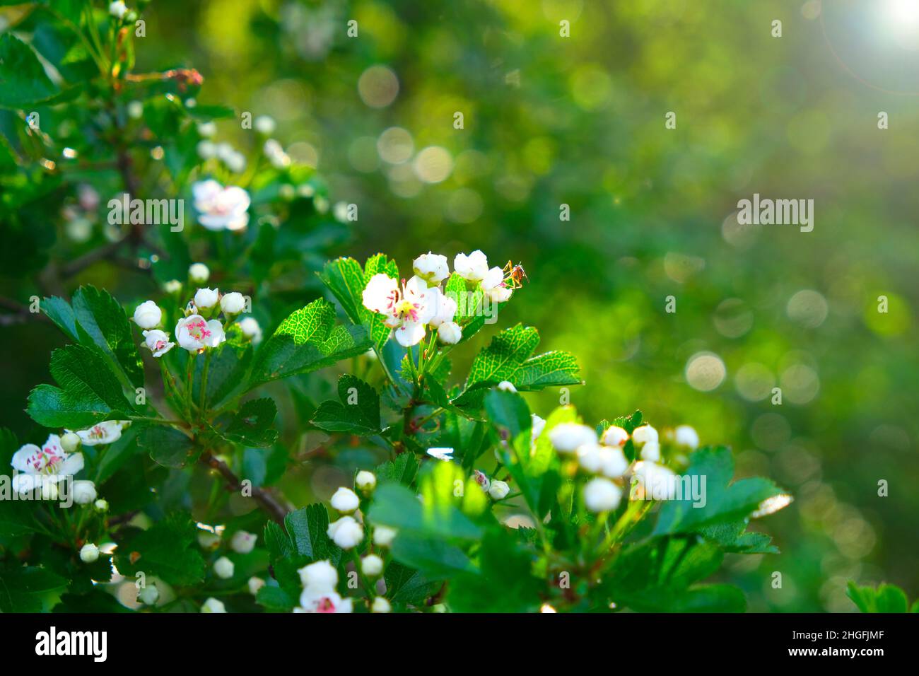 Frühling Zeit.Blumenfrühlingshintergrund. Blühende weiße Äste. Blühende Bäume und Sonnenstrahlen im blühenden Garten.Weiße Blumen. Frühlingsstimmung Stockfoto