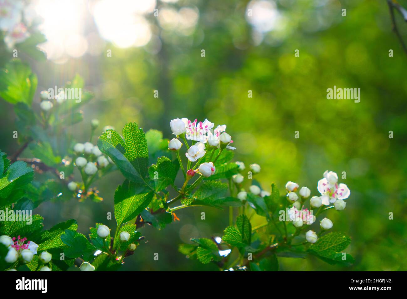 Frühling.Blumenhintergrund. Blühende weiße Äste. Blühende Bäume und Sonnenstrahlen im blühenden Garten.Weiße Blumen. Frühlingsstimmung Stockfoto