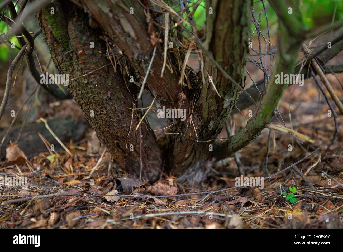 Juniperus communis Stammbasis Stockfoto