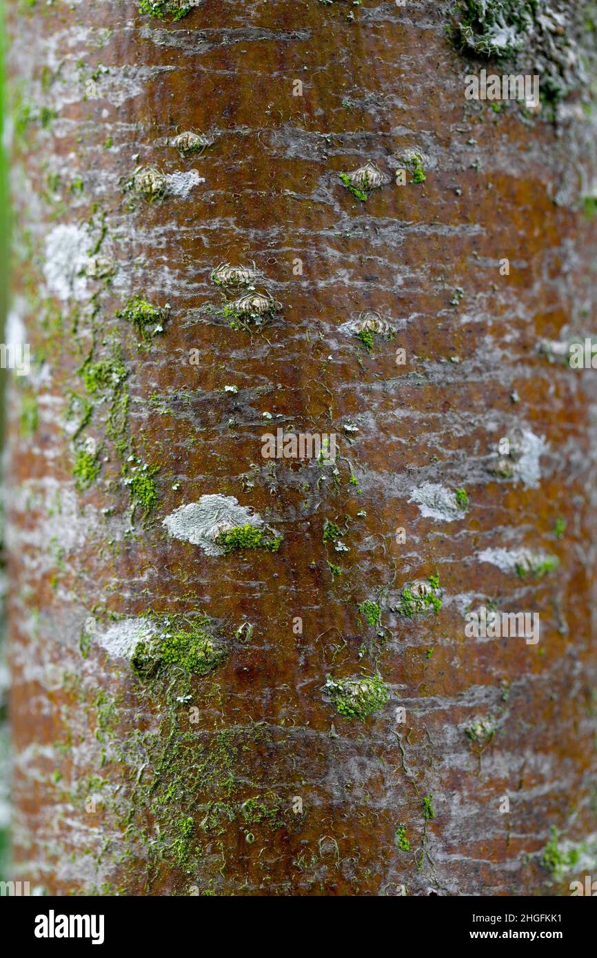 Sorbus arranensis Rinde Stockfoto