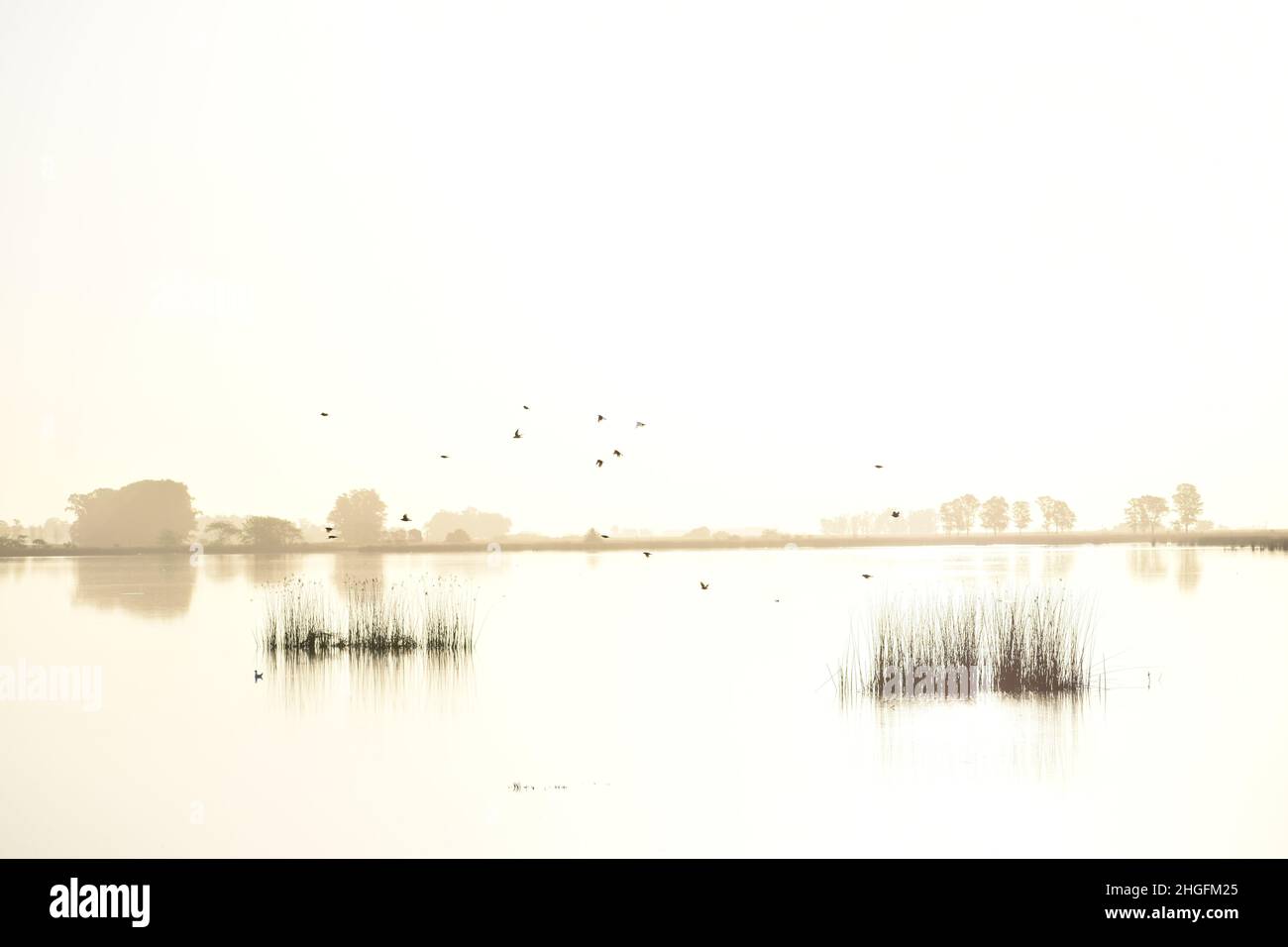 Schöner Sonnenuntergang mit Vögeln, die am Laguna Navarro See, Buenos Aires, Argentinien fliegen Stockfoto