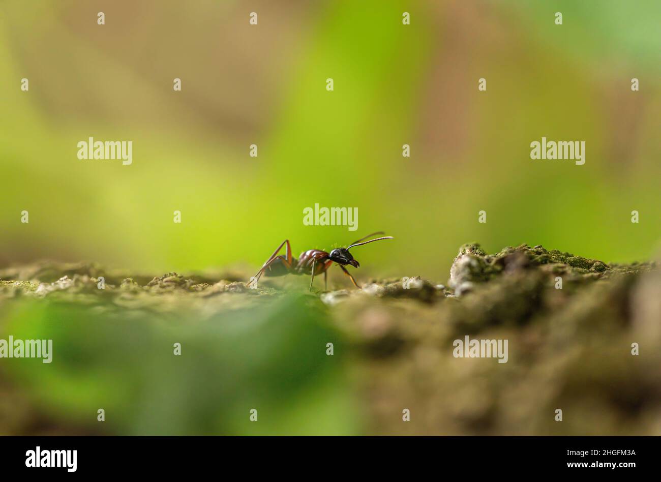 Makroaufnahme einer Ameise Stockfoto