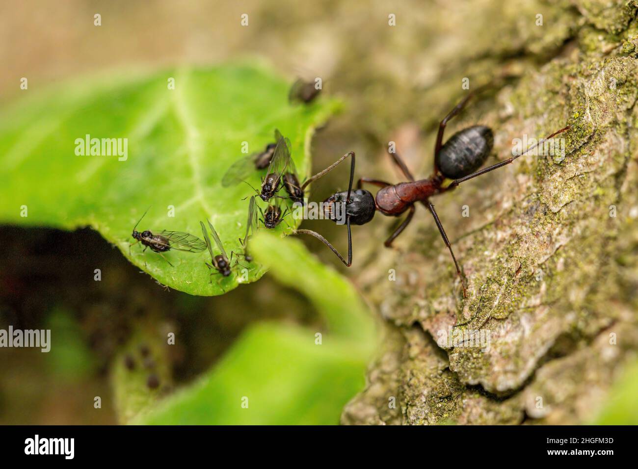 Makroaufnahme einer Ameise Stockfoto