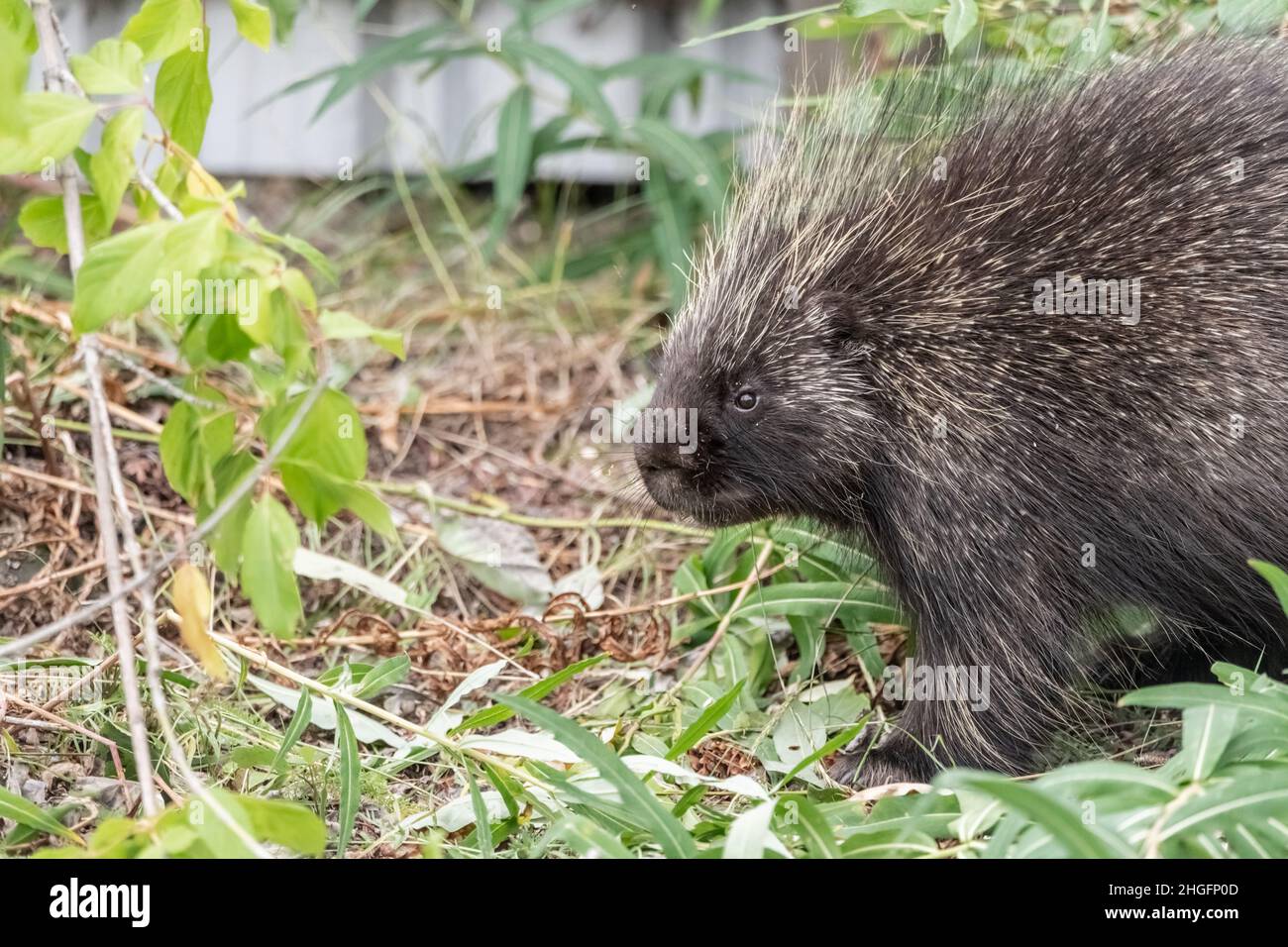 Nahaufnahme des wilden Stachelschweines, das im Sommer gesehen wird. Stockfoto