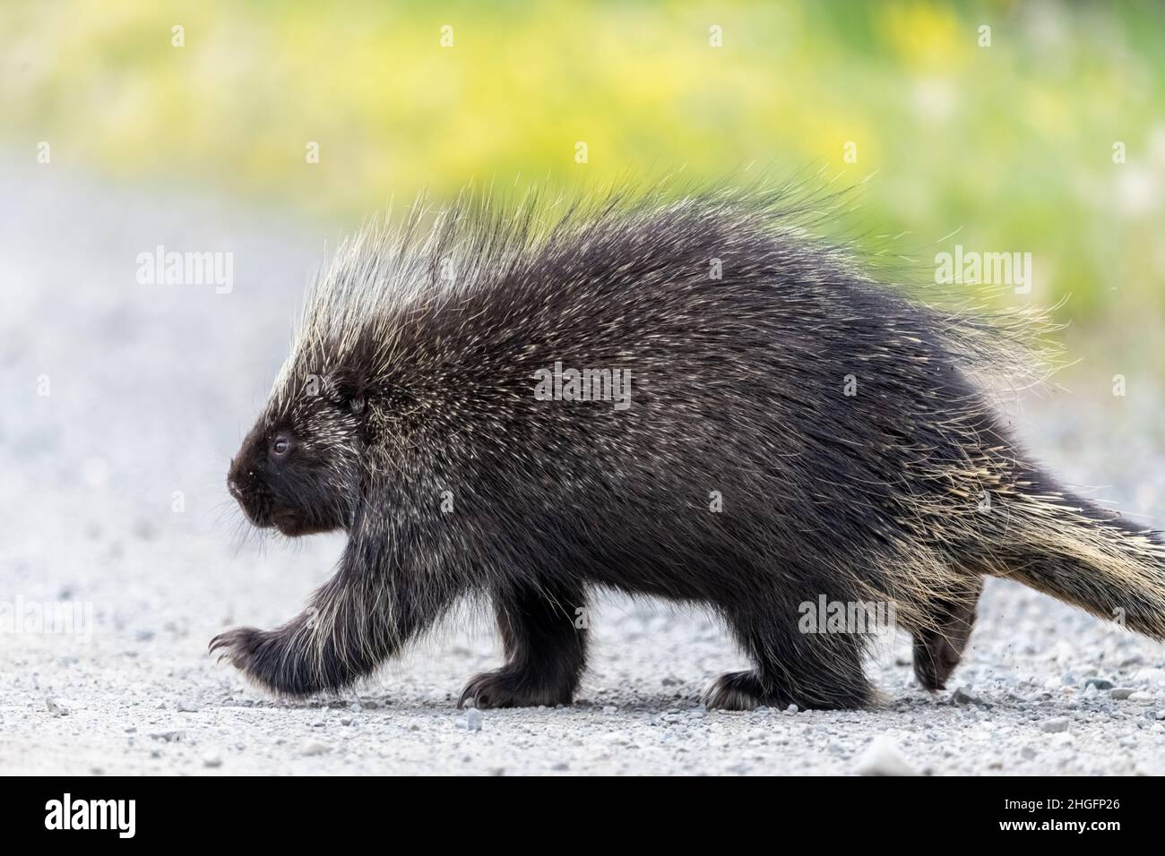 Wildes Stachelschwein, das über den Highway gelaufen ist. Unscharfer Hintergrund. Stockfoto