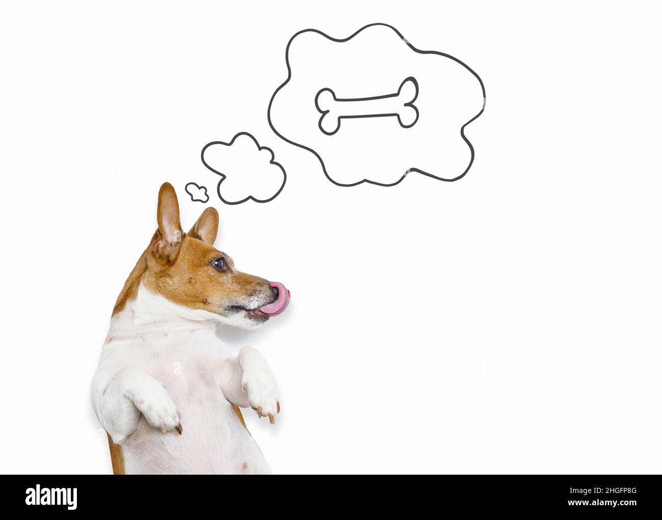Hungriger Hund leckt seine Nase mit der Zunge und träumt von einem Knochen. Hohe Ansicht von oben auf hellem Hintergrund. Stockfoto