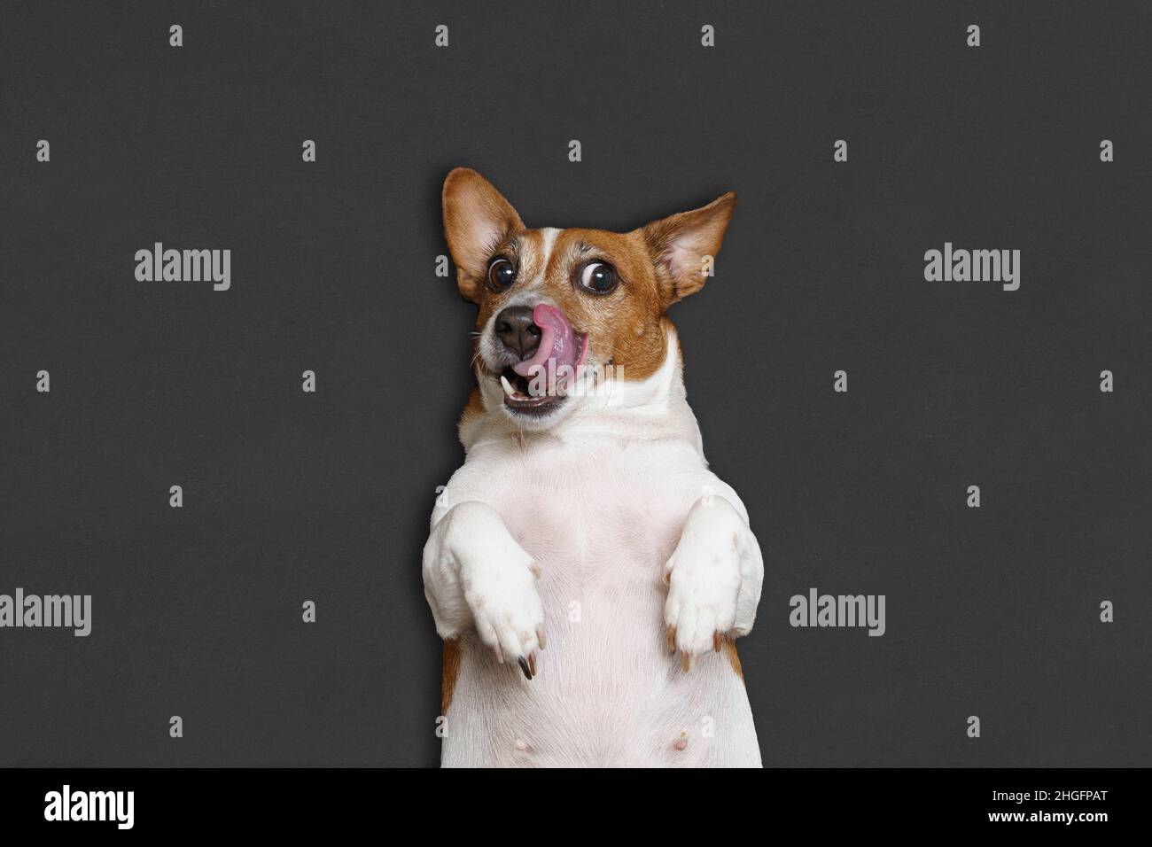 Hungriger, fetter Hund leckt seine Nase mit der Zunge. Stockfoto