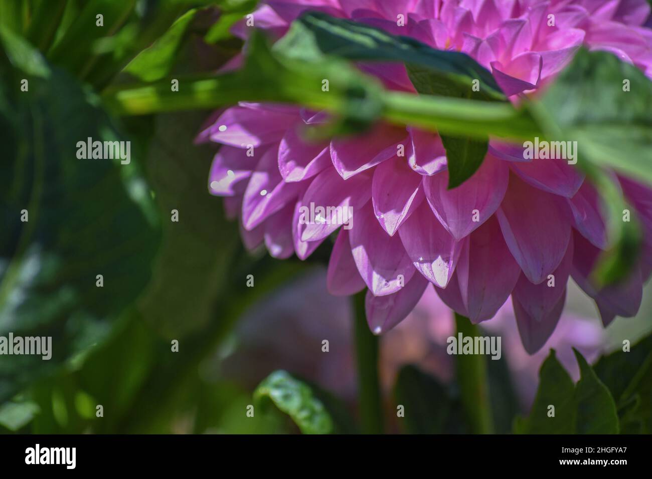 Lila Dahlien - Blumen Stockfoto