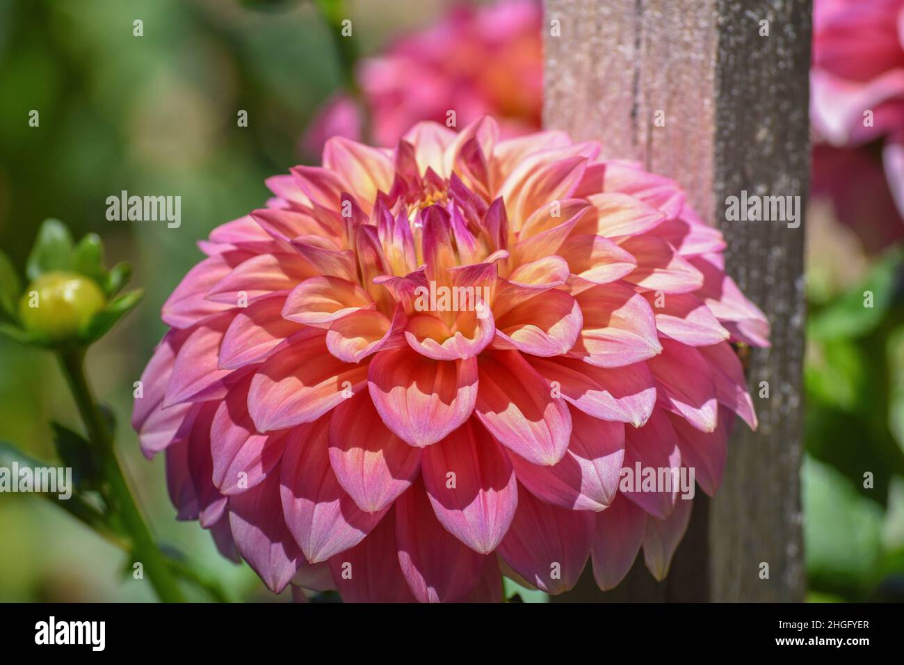 Rosa Dahlien - Blumen Stockfoto