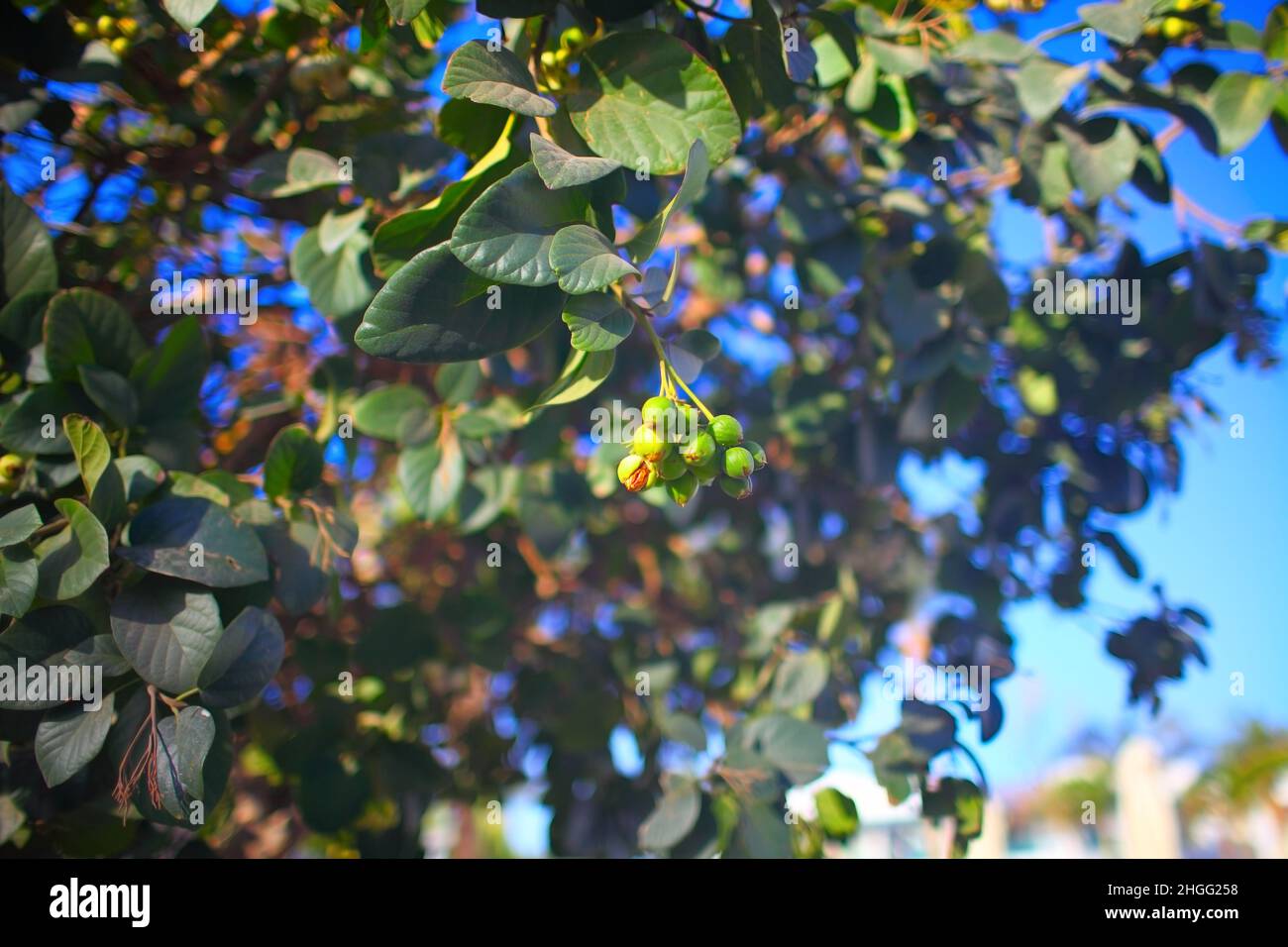 Baum mit grünen Nüssen. Stockfoto