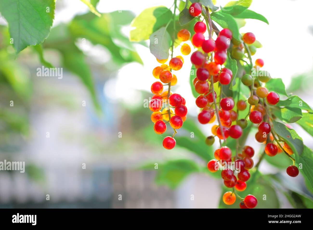 Cluster von roten Beeren auf dem Brunch von Bäumen im Dorfgarten. Stockfoto