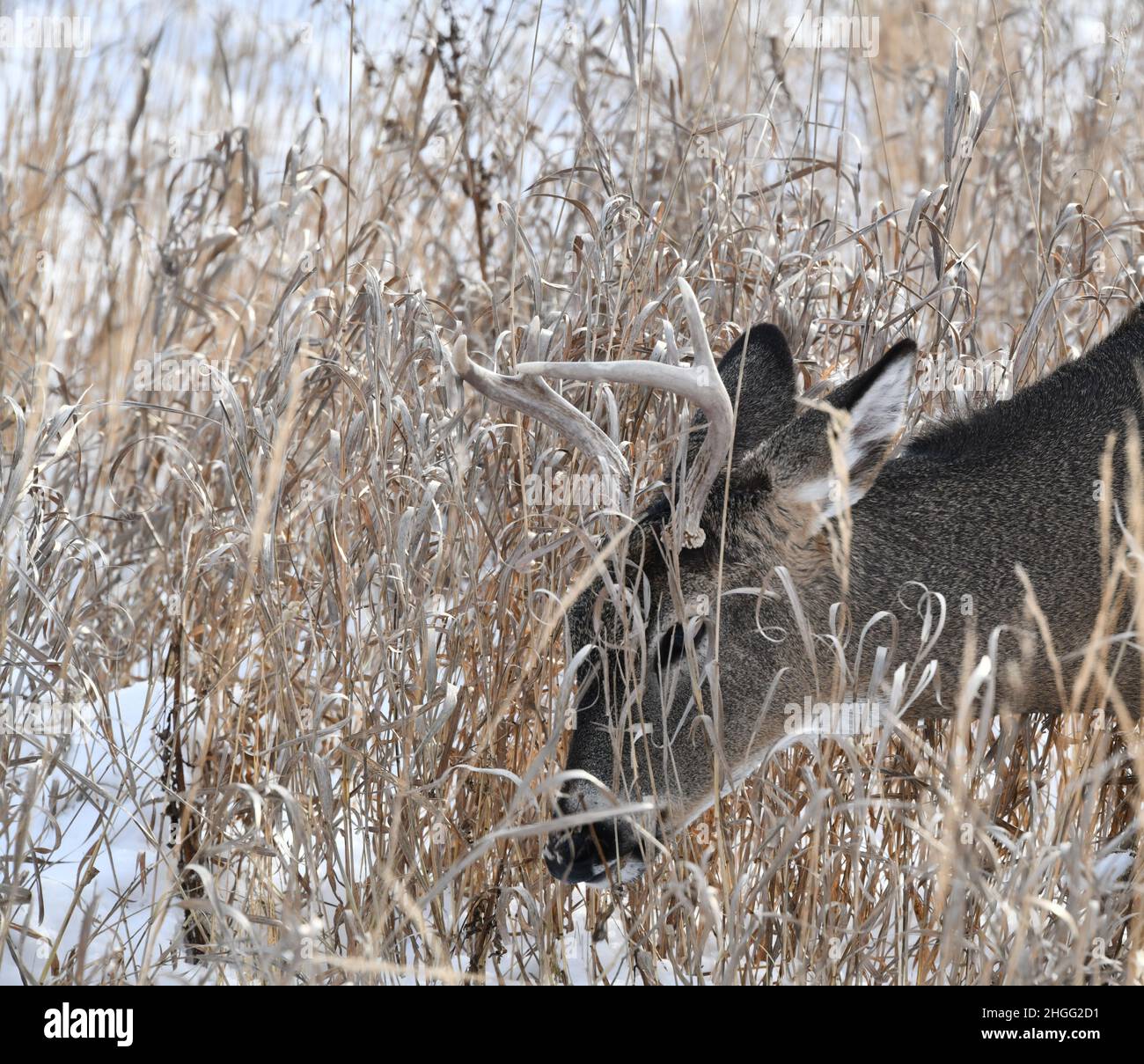 Ein weißer Schwanzbock, der getrocknetes Gras auf schneebedecktem Boden frisst, von Thunder Bay, Ontario, Kanada. Stockfoto