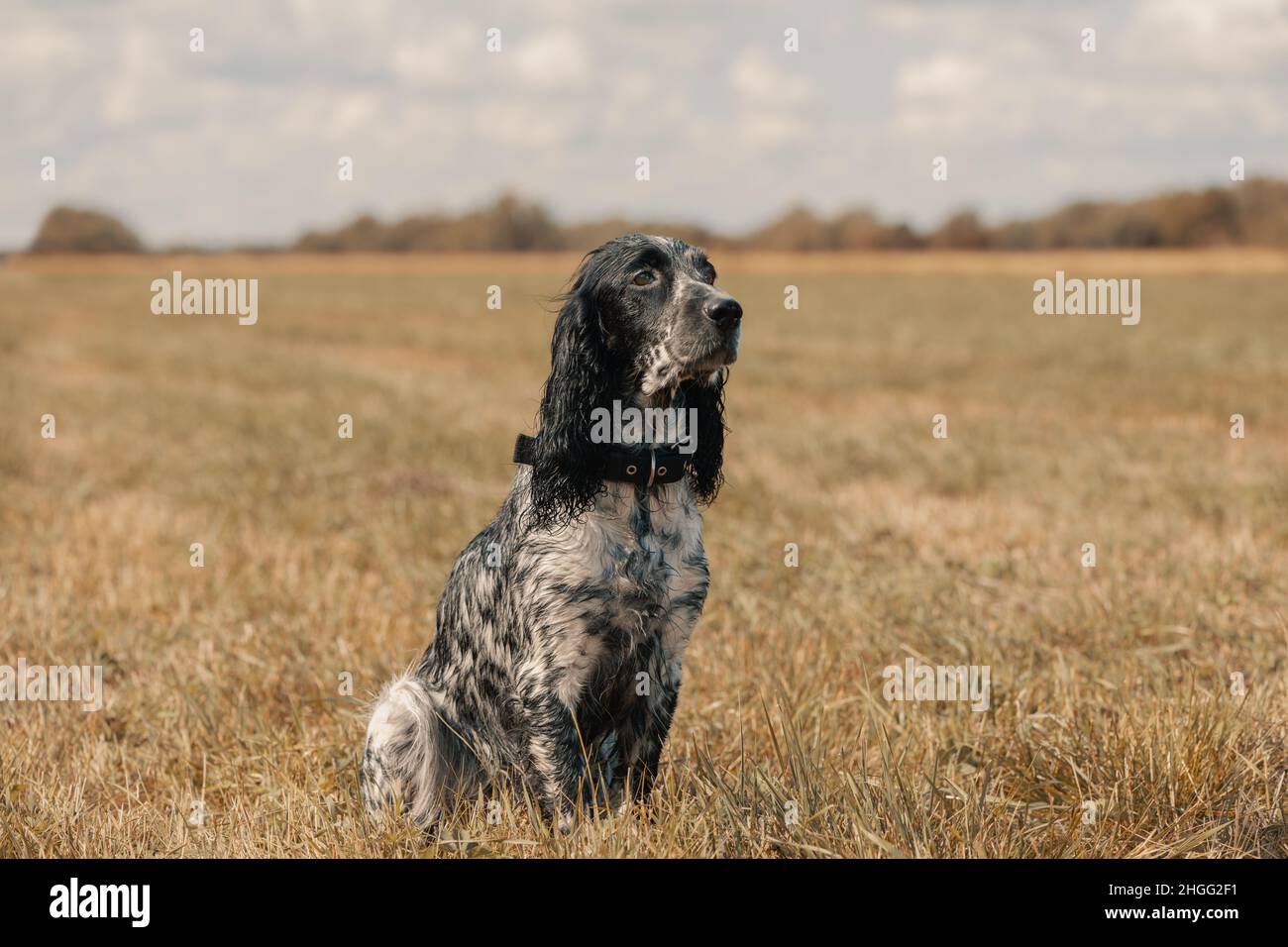 Hund sitzt auf einem Feld auf dem Land. Stockfoto