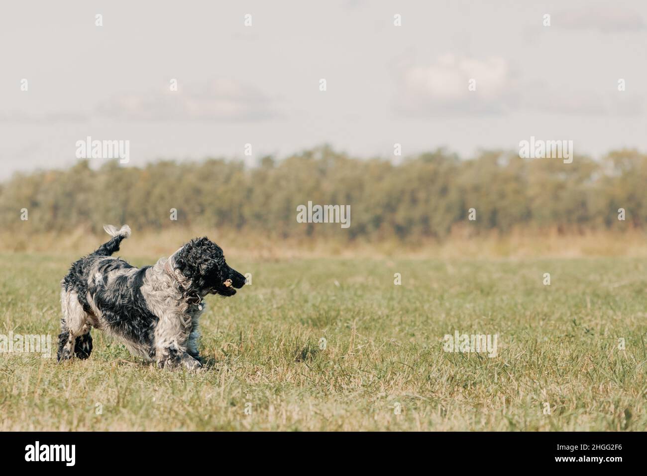 Ein glücklicher Hund mit einem Holzstock im Mund läuft über ein Feld. Stockfoto