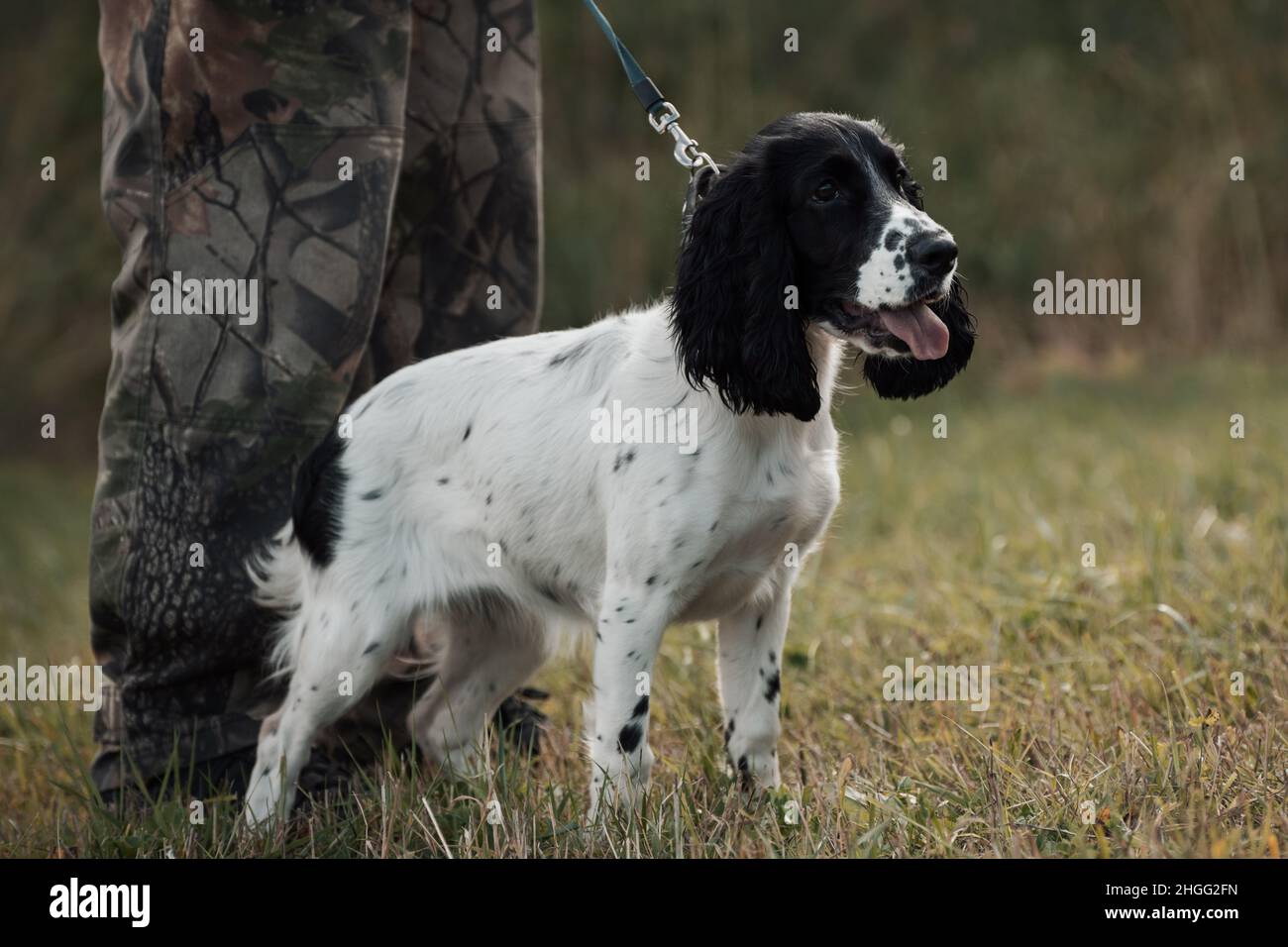 Welpe von Spaniel, der in der Nähe von männlichen Beinen im Freien steht. Stockfoto