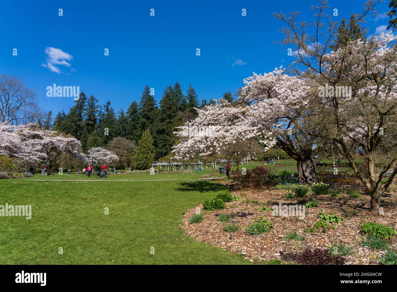 Stanley Park im Frühling. Ein großer Kirschblütenbaum in voller Blüte. Vancouver, BC, Kanada. Stockfoto