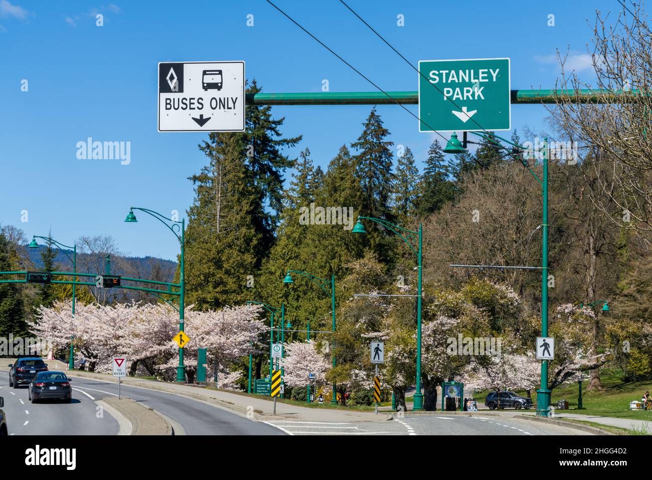 Highway 99 Verkehr am Stanley Park Causeway im Frühling. Kirschblüten in voller Blüte. Stockfoto