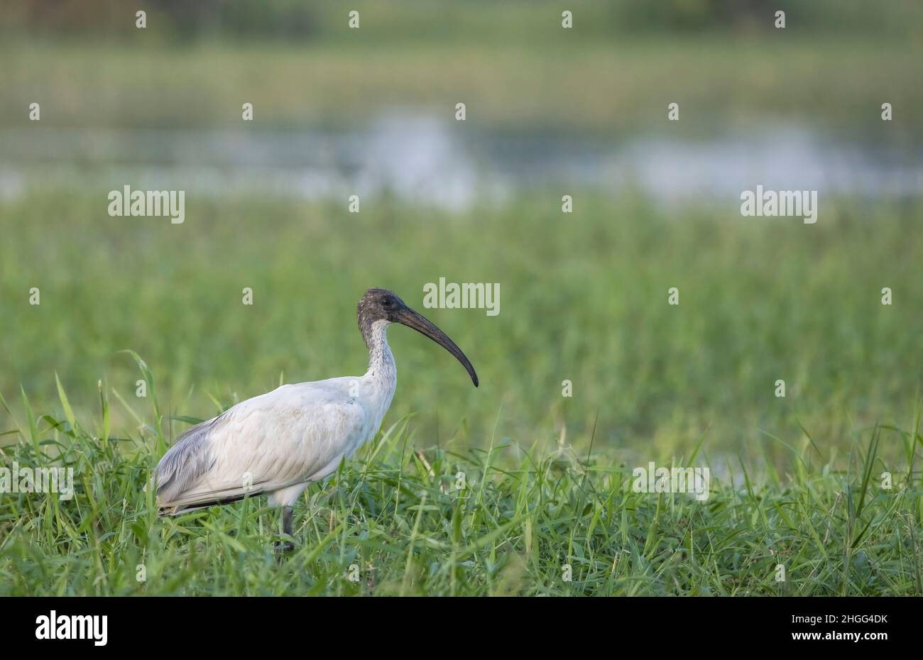 Schwarzkopf-Ibis, Threskiornis melanocephalus, Maharashtra, Indien Stockfoto