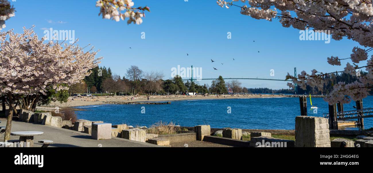 Ambleside Park Beach Kirschblüten im Frühling in voller Blüte, Lions Gate Bridge im Hintergrund. West Vancouver, BC, Kanada. Stockfoto