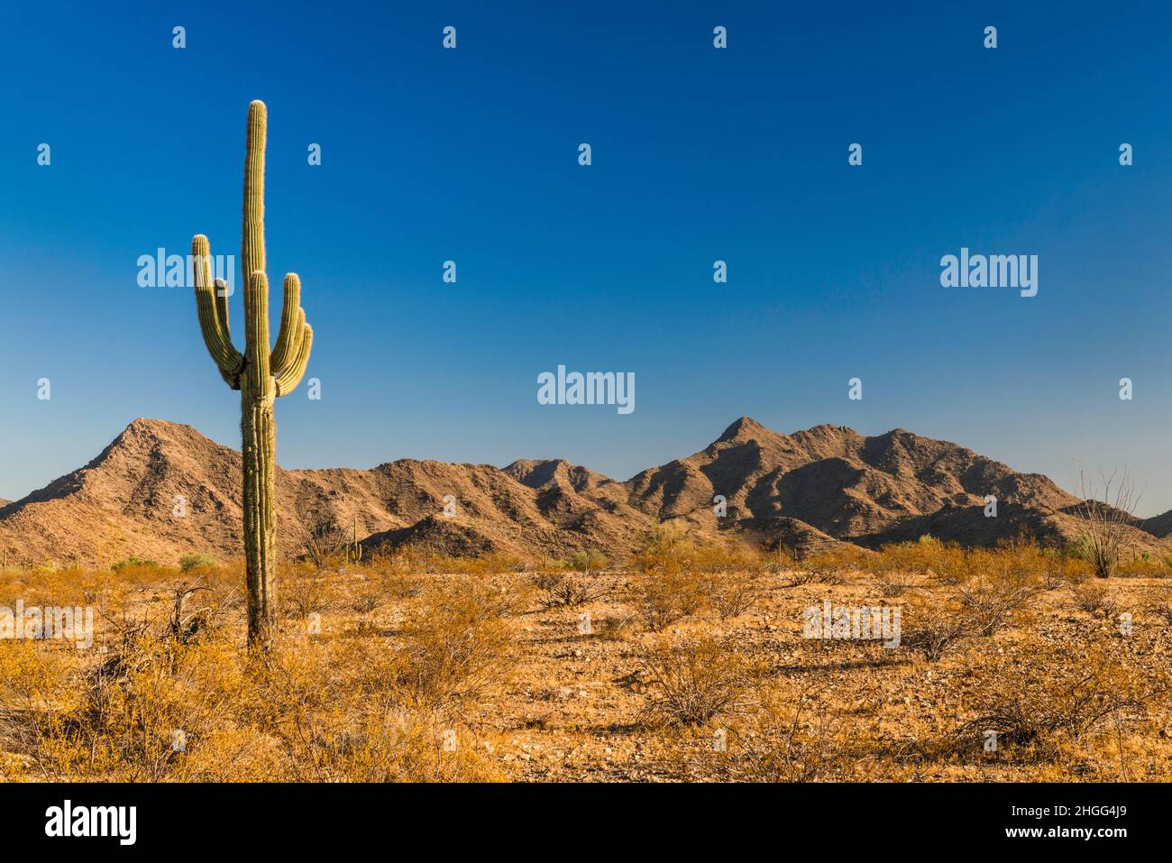 Giant saguaro, Margies Cove Area, Maricopa Mountains, Sonoran Desert National Monument, Arizona, USA Stockfoto