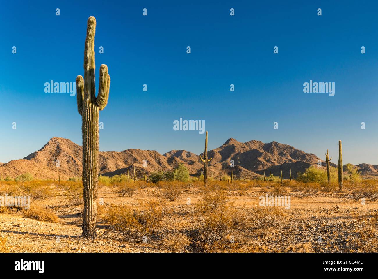 Giant saguaro, Margies Cove Area, Maricopa Mountains, Sonoran Desert National Monument, Arizona, USA Stockfoto